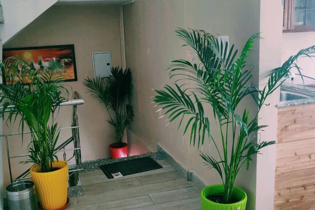 Fairview Wayside Villa Kasauli Eksteriør billede